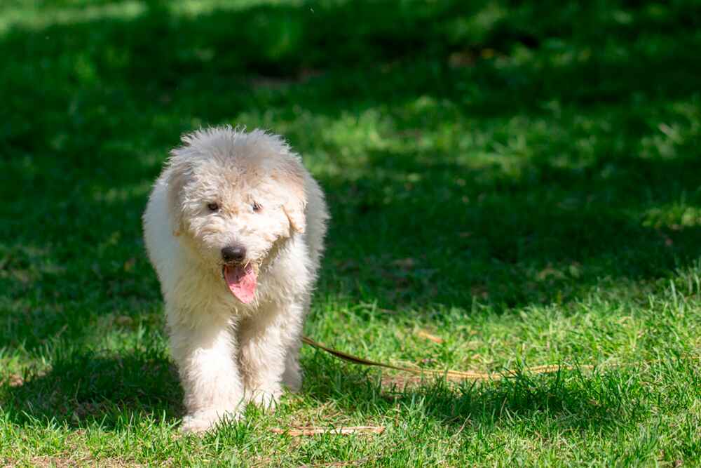 Комондор на улице