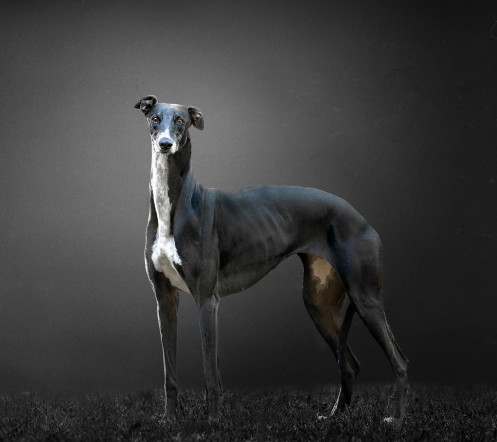 крупные английские породы собак: грейхаунд.jpg крупные английские породы собак: грейхаунд.jpg