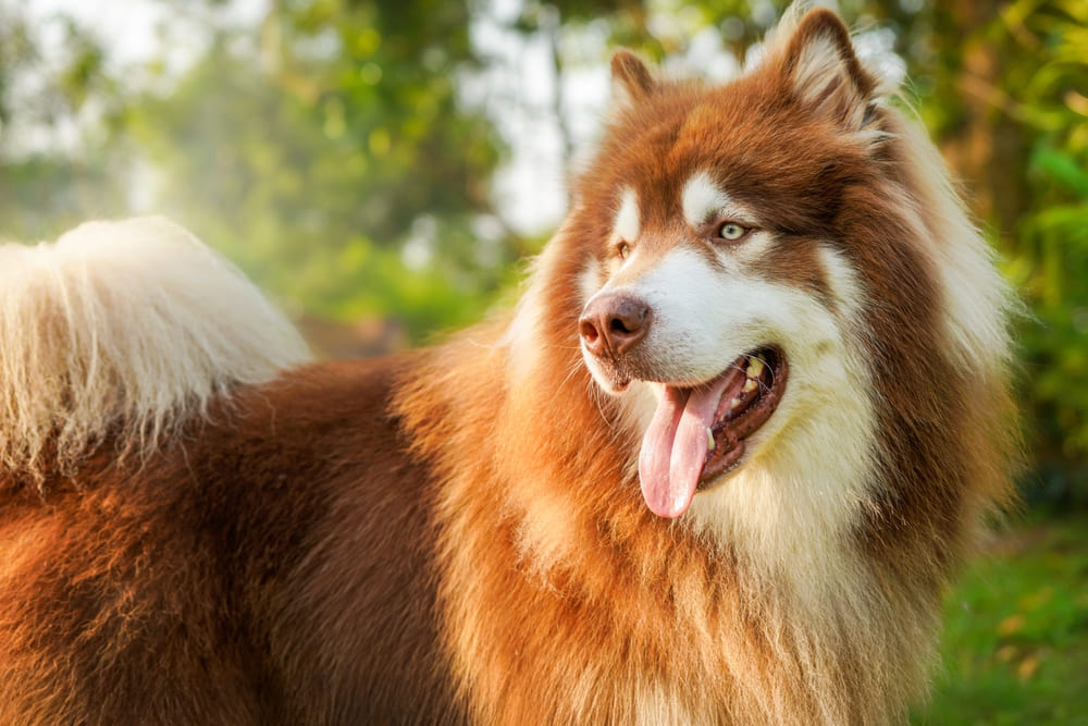 Собака маламут не используется для охраны