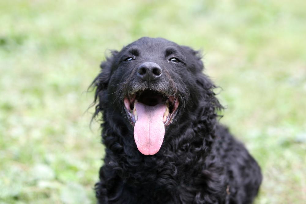 Особенности кормления хорватской овчарки