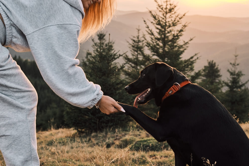 После вязки лабрадору можно провести УЗИ