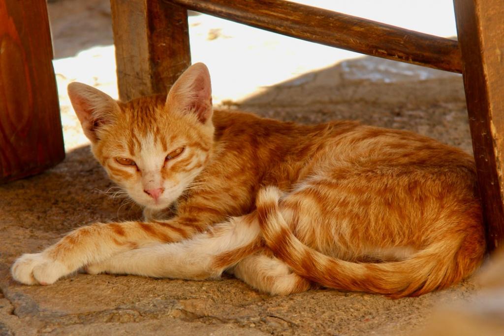 Чем опасен иммунодефицит у кошек