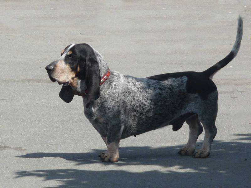 Воспитание и дрессировка голубого гасконского бассета