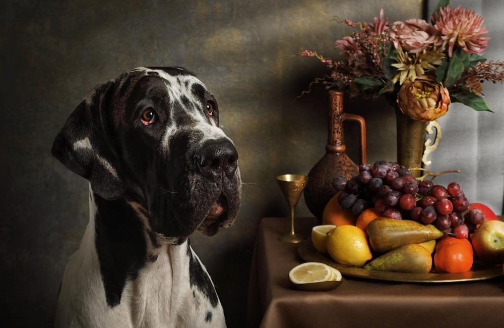 Что делать, если собака украла еду со стола Что делать, если собака украла еду со стола