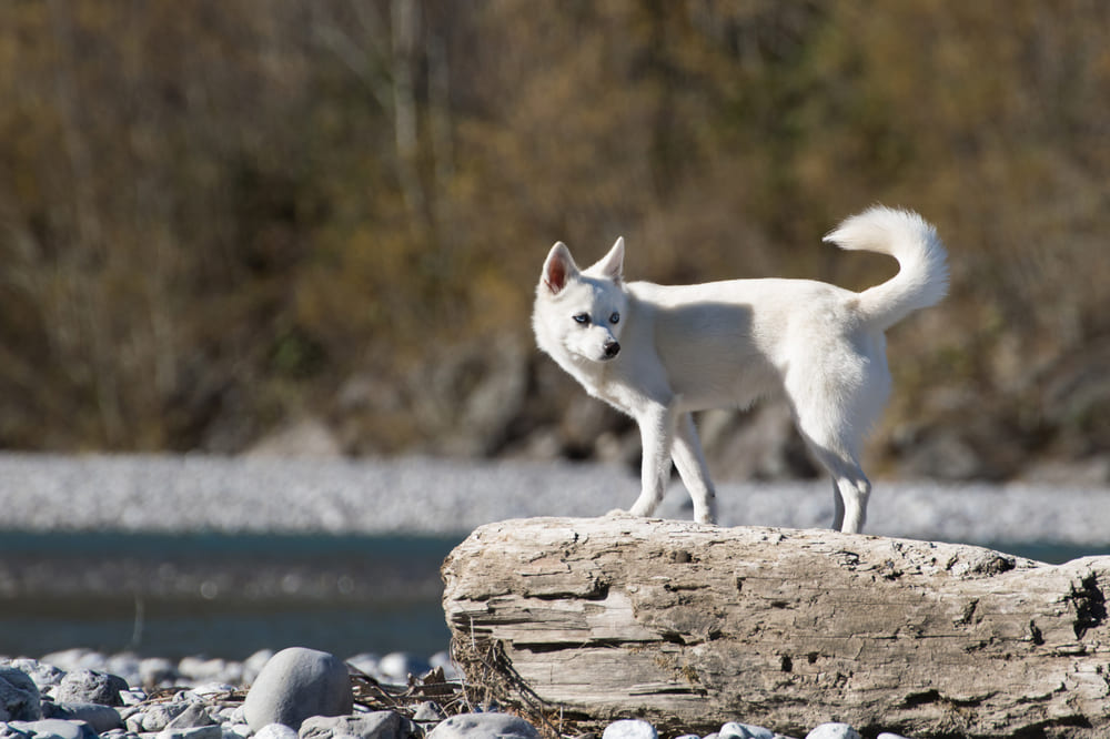 Аляскинских кли-каев нужно вакцинировать