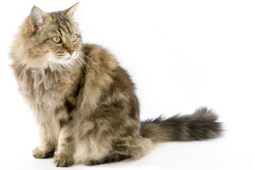 Как выглядит рагамаффин