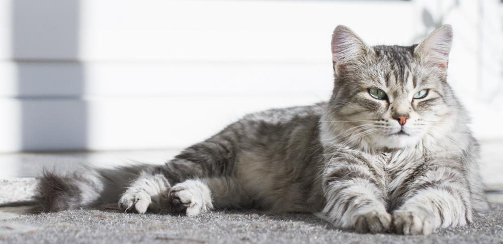 Самые здоровые породы кошек: сибирская кошка