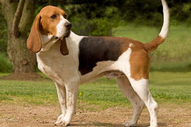 редкие французские породы: артуазская гончая.jpg редкие французские породы: артуазская гончая.jpg