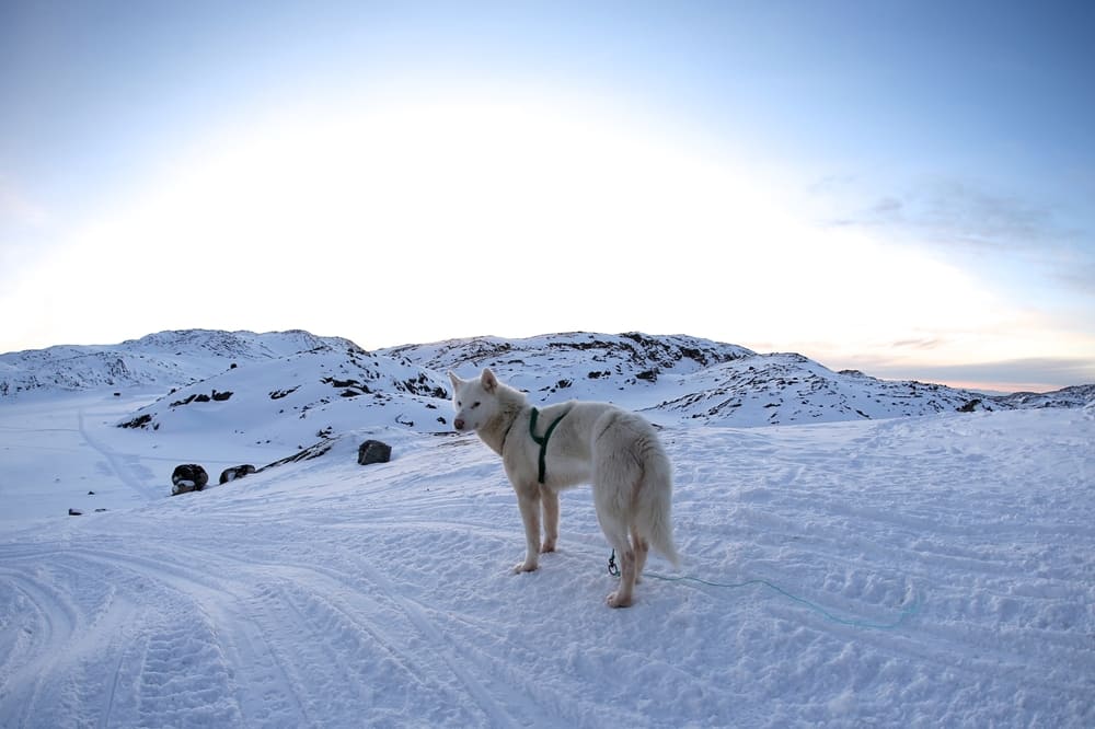 Гренландские собаки имеют характерные болезни