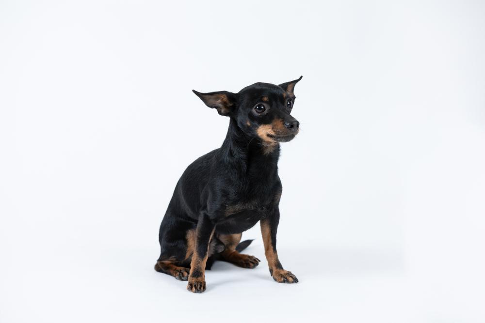 Другие породы собак с длинной мордой: цвергпинчер