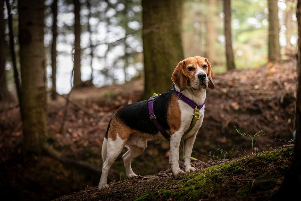 Окрас триколор у биглей: черный триколор Окрас триколор у биглей: черный триколор