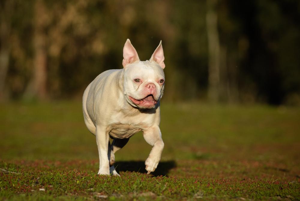 Непризнанные и запрещенные окрасы французских бульдогов: альбинос Непризнанные и запрещенные окрасы французских бульдогов: альбинос