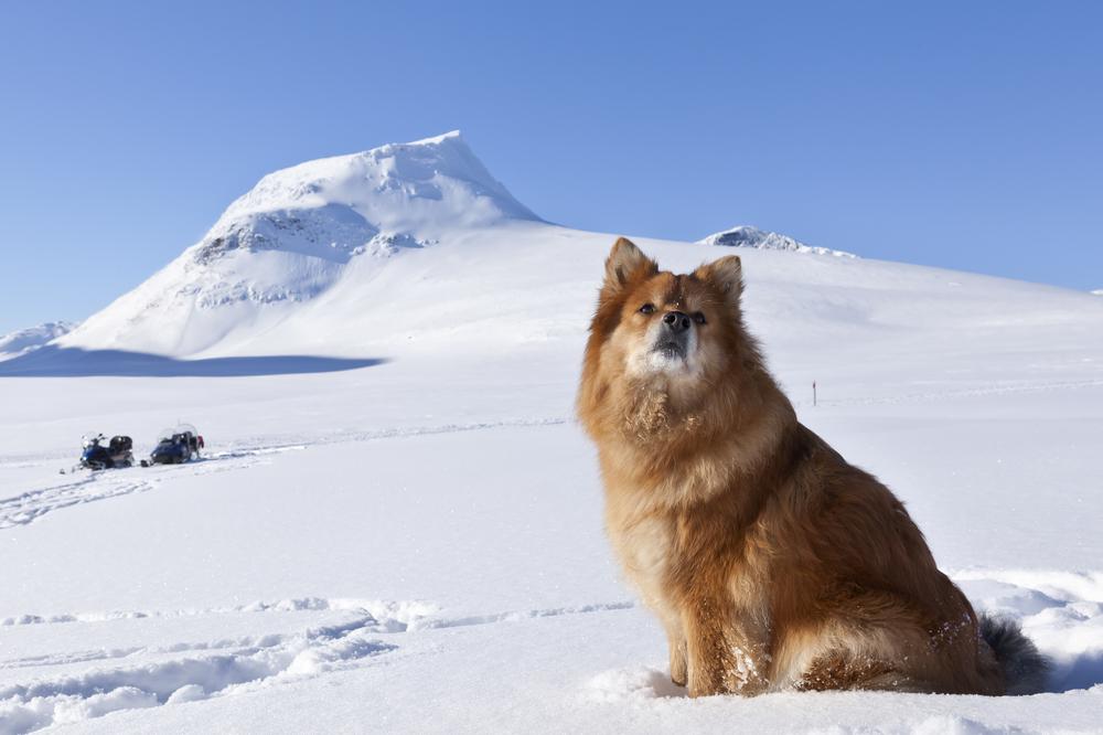Дрессировка финского лаппхунда