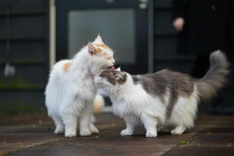 котенок это до какого возраста. картинка котенок это до какого возраста. котенок это до какого возраста фото. котенок это до какого возраста видео. котенок это до какого возраста смотреть картинку онлайн. смотреть картинку котенок это до какого возраста.