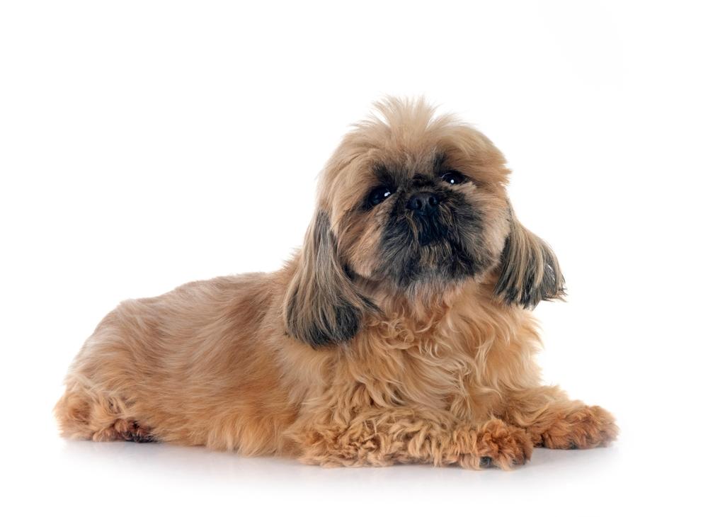 Коричневый окрас ши-тцу