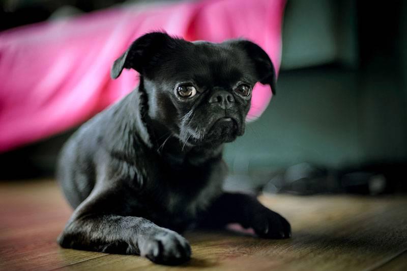 Декоративные породы собак: пти-брабансон