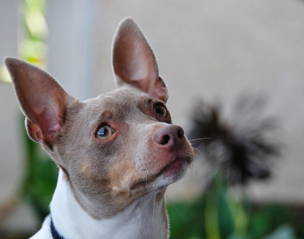 Уход за рэт-терьером