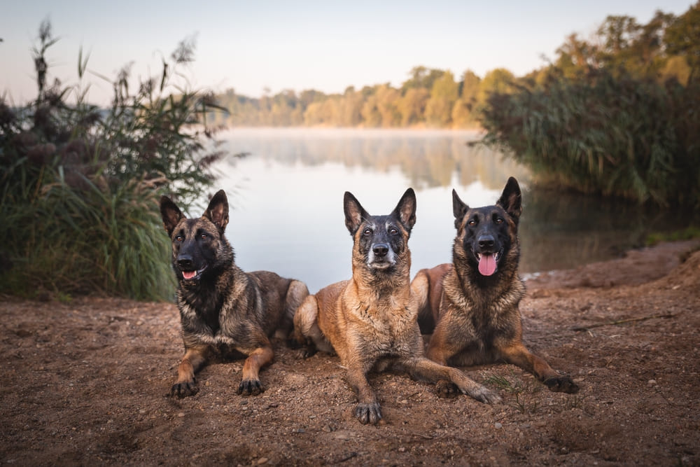 Какой характер у малинуа?
