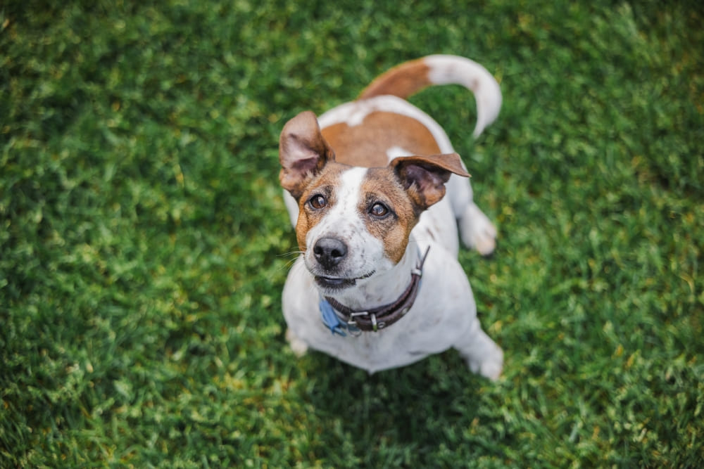 Джек-рассел-терьеру во время течки нужен уход
