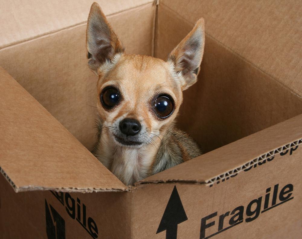 Содержание чихуахуа типа дир