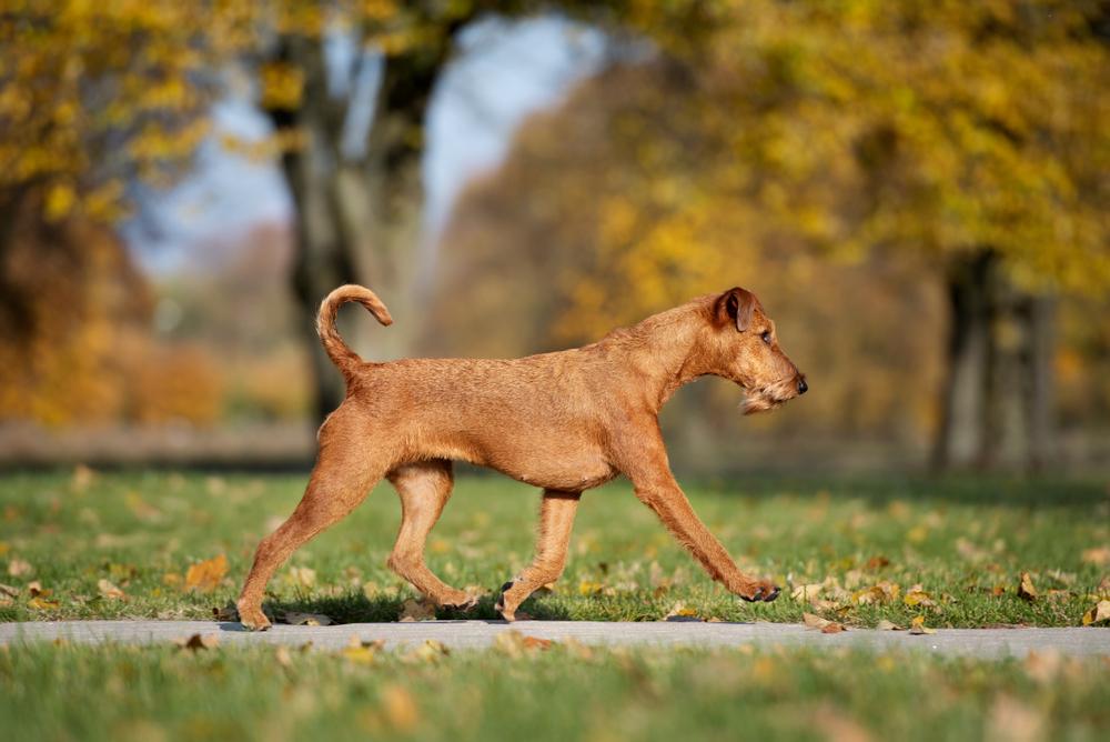 Выгул и активность ирландского терьера 