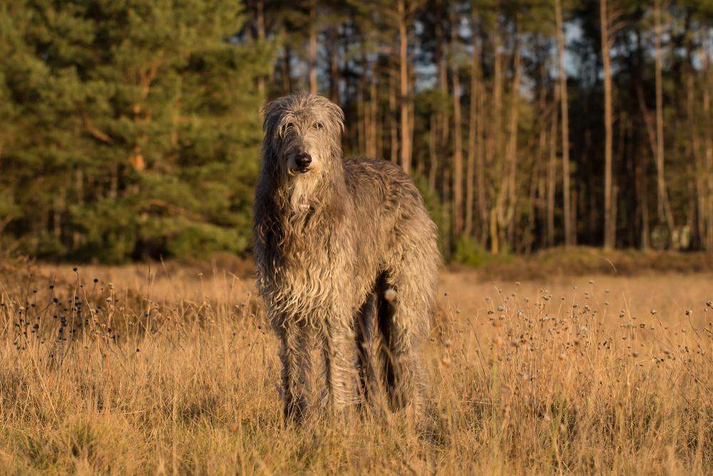 Шотландские породы собак: дирхаунд Шотландские породы собак: дирхаунд