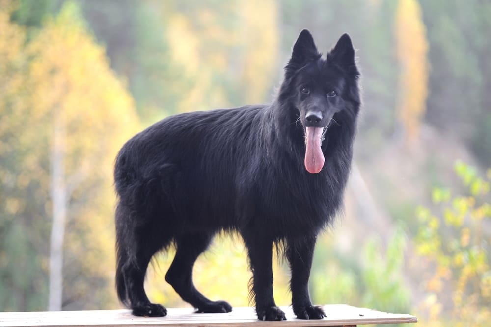 Течка у немецкой овчарки может начаться не по графику