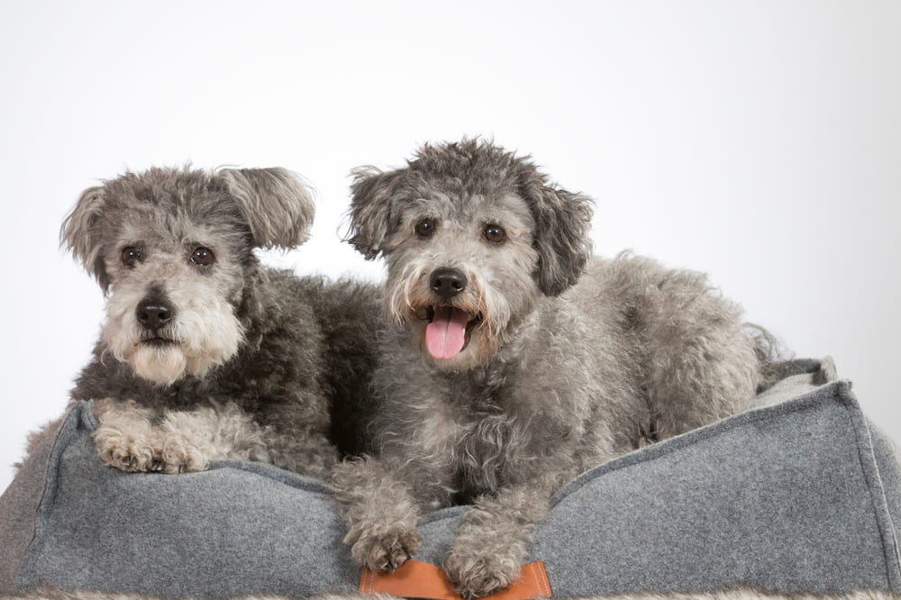 Пуми отличаются азартностью