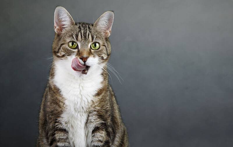 Чем лучше кормить кошку: влажным кормом или натуралкой
