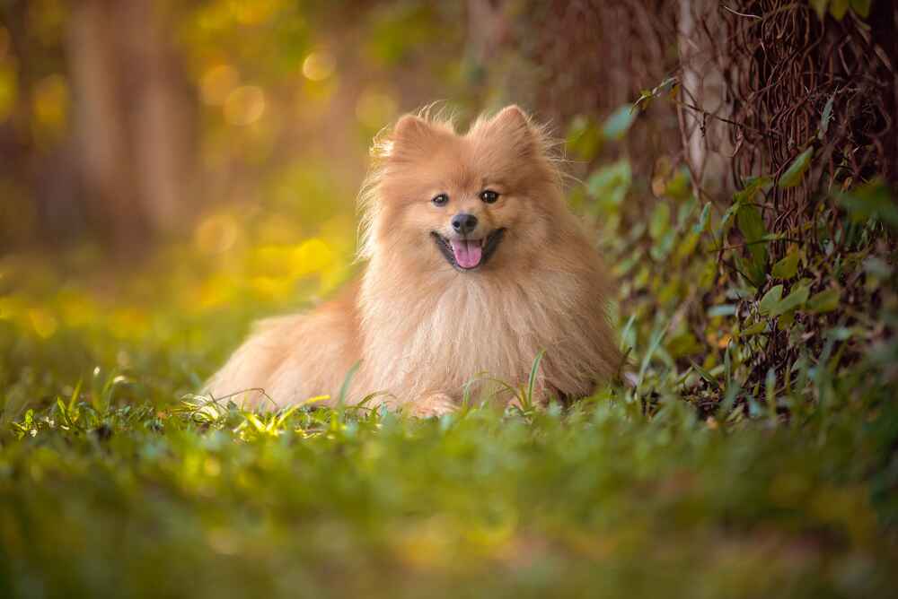 Владельцу важно контролировать, сколько длится беременность у шпица
