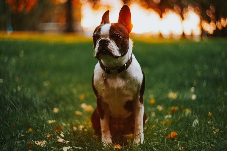 bordetella bronchiseptica что это