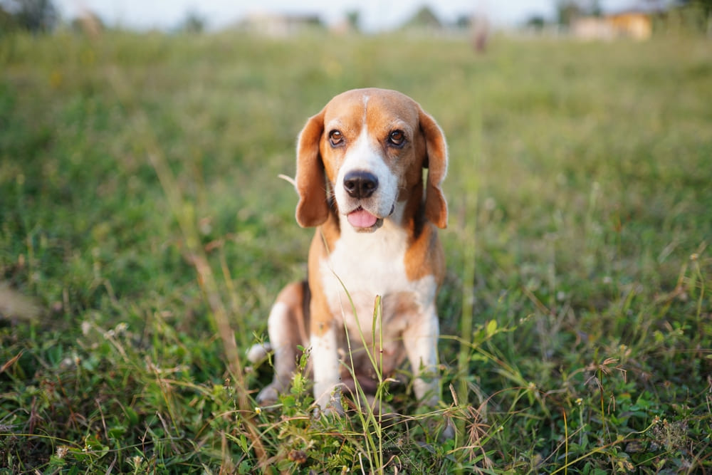 Необходимо знать, сколько длится беременность у биглей