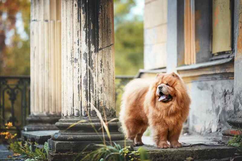 То, сколько весит чау-чау, зависит от нескольких факторов
