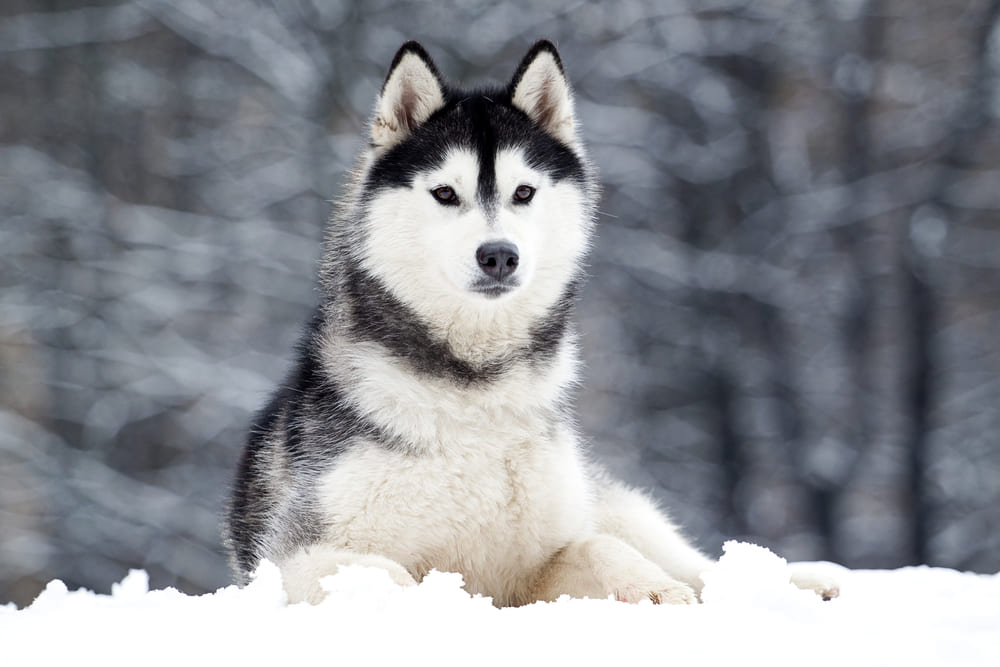 После вязки хаски должна забеременеть