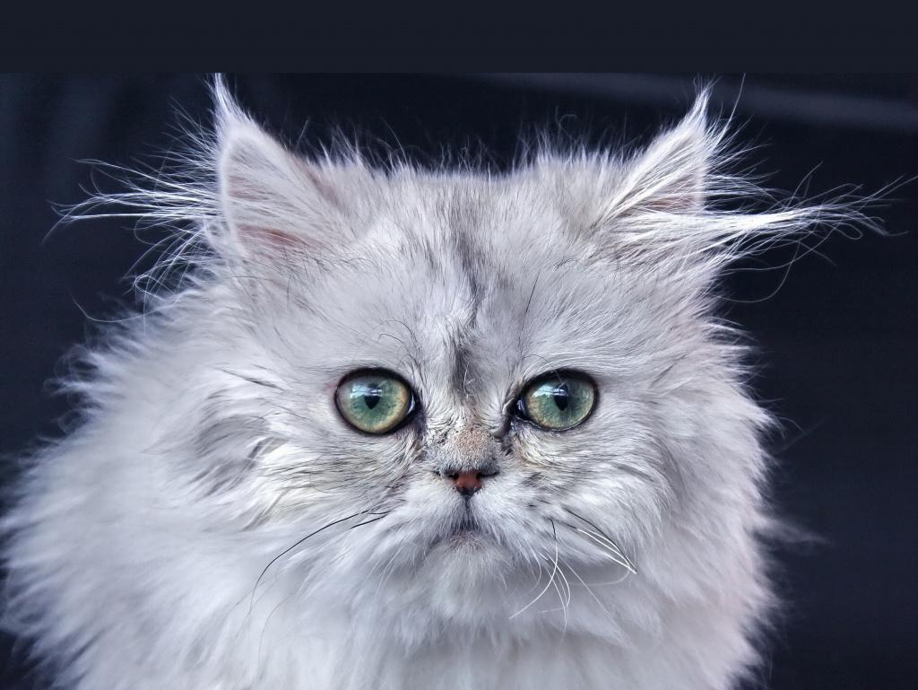 лечение глаз у котят, пожилых и беременных кошек