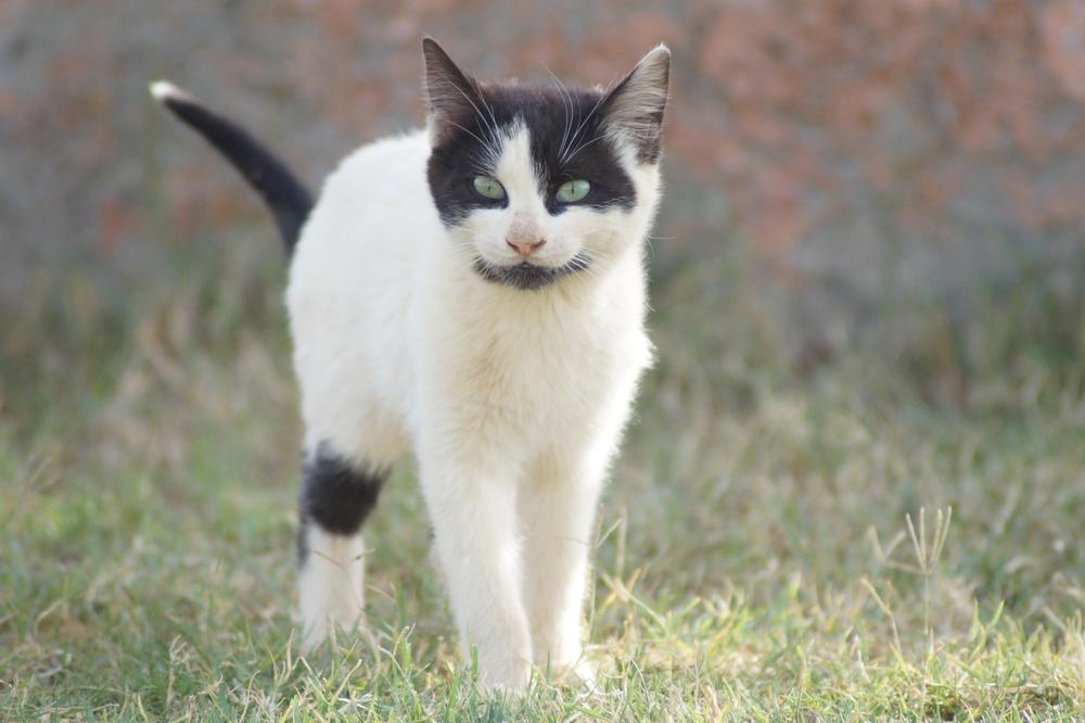 Воспитание кошки породы аравийский мау