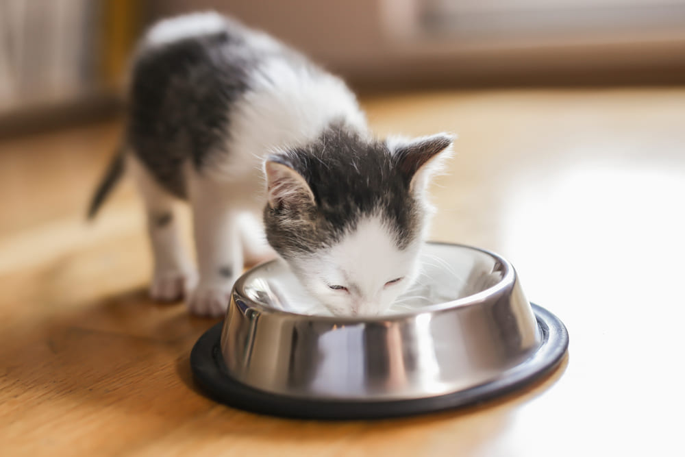 После поедания мака можно наблюдать у взрослеющей кошки симптомы отравления