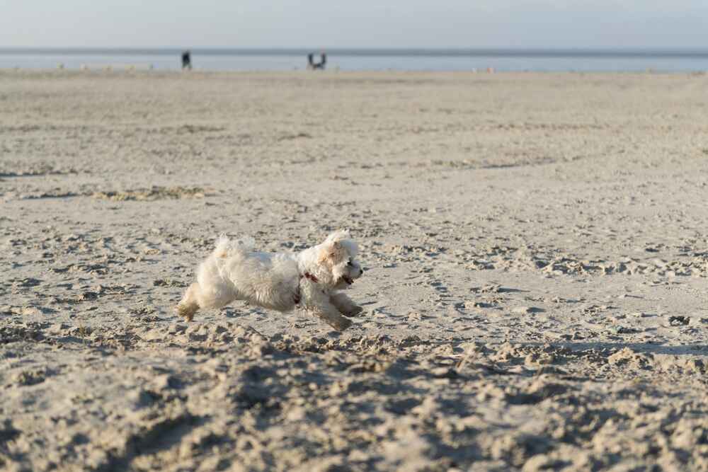 Шерсть гаванского бишона нуждается в уходе