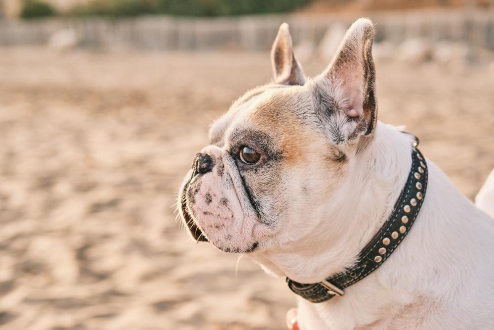 Какой характер у белых бульдогов?