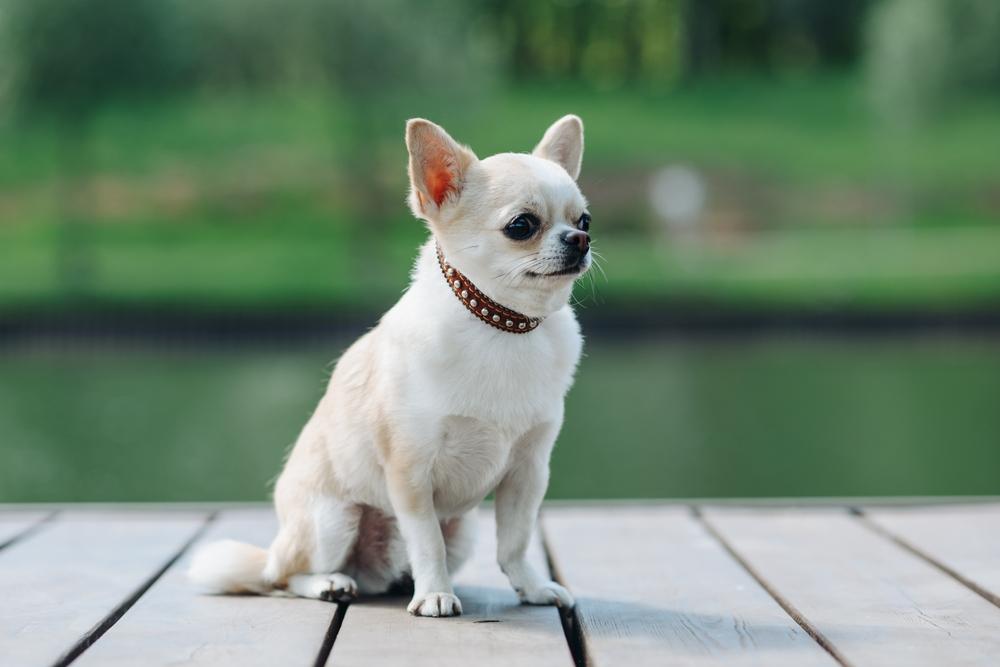 Чем кормить белых чихуахуа?