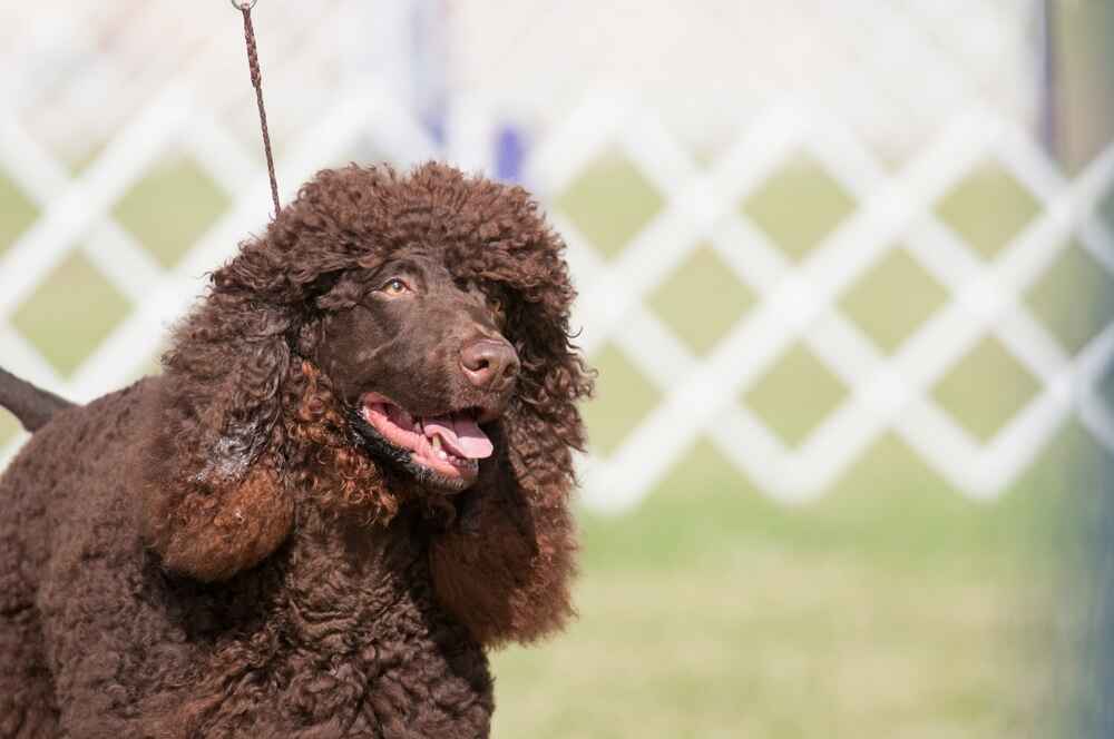 Как происходит разведение спаниелей?