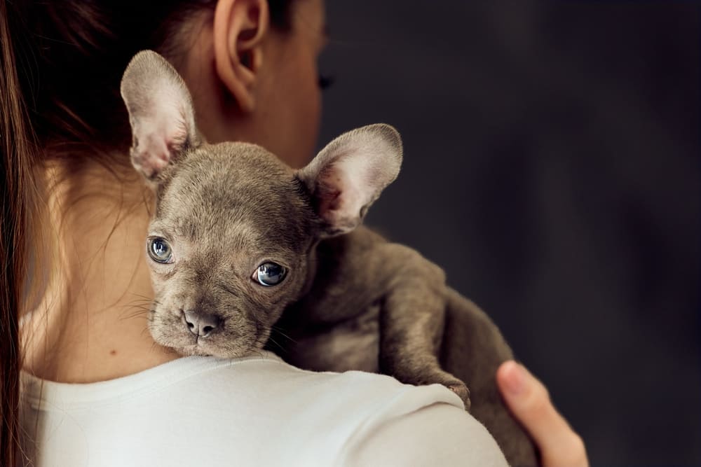 Милый щенок французского бульдога