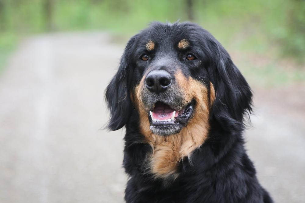 Особенности кормления ховаварта 