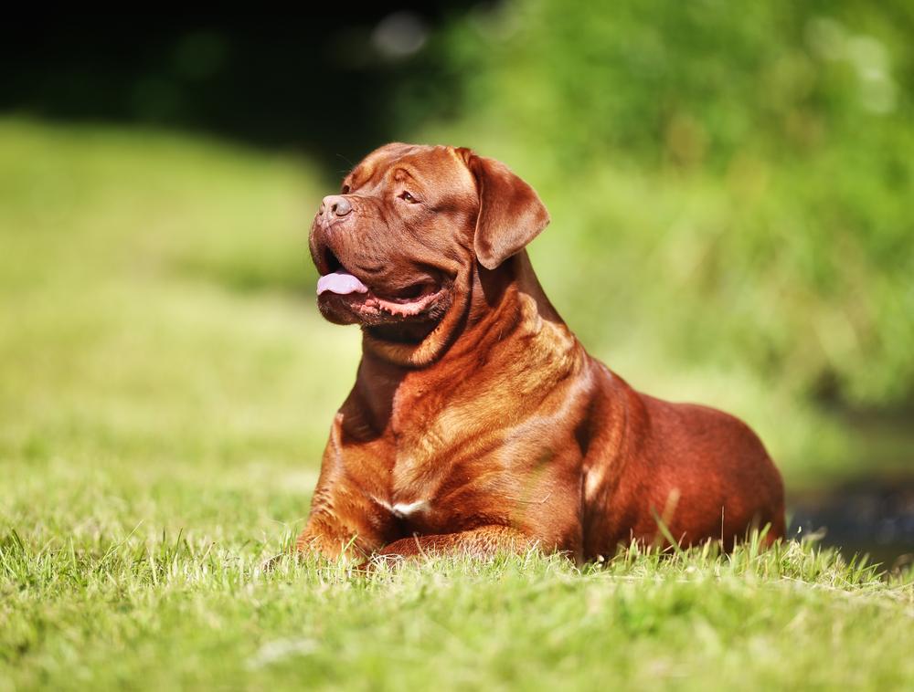 средние и крупные французские собаки: бордоский дог.jpg средние и крупные французские собаки: бордоский дог.jpg