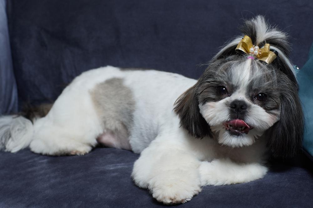Мелкие породы собак для пожилых людей: ши-тцу Мелкие породы собак для пожилых людей: ши-тцу