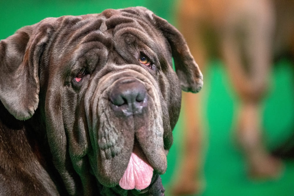 Неаполитанский мастиф может конфликтовать с сородичами