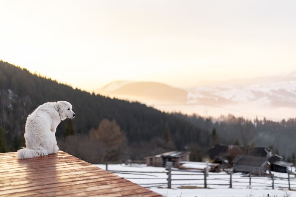 Мареммо-абруццкая овчарка нуждается в регулярных выгулах