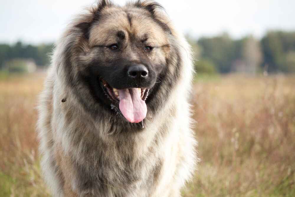 Как кормить кавказскую овчарку?