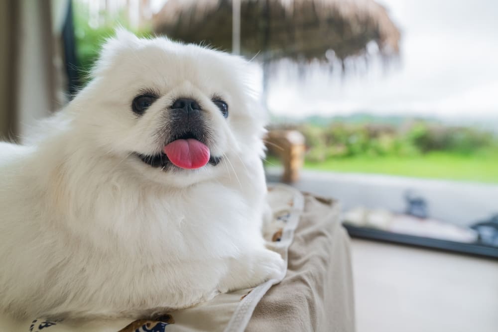 У пекинесов бывают болезни зубов