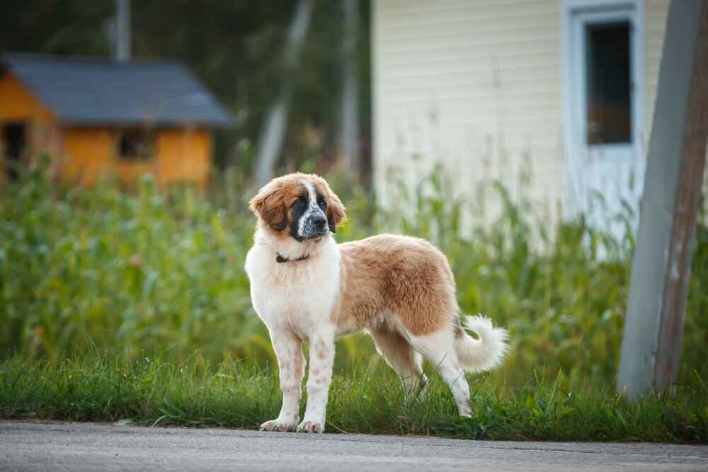 Московские сторожевые отличаются послушностью